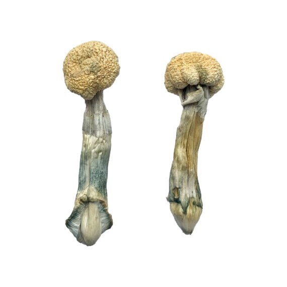 Albino Treasure Coast Magic Mushrooms - Premium Psychedelic Experience