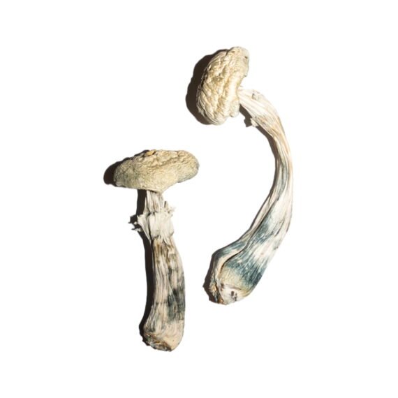 Avery's Albino Magic Mushrooms Online