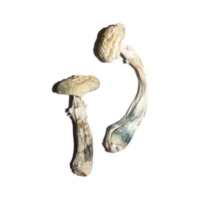 Avery's Albino Magic Mushrooms Online