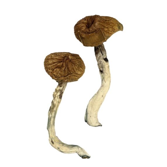Dancing Tiger Magic Mushrooms - Explore Psychedelic Bliss