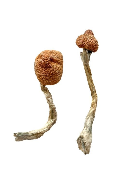 Golden Emperor Magic Mushrooms