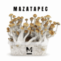 High-Quality Mazatapec Magic Mushroom Grow Kit Online