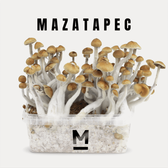 High-Quality Mazatapec Magic Mushroom Grow Kit Online