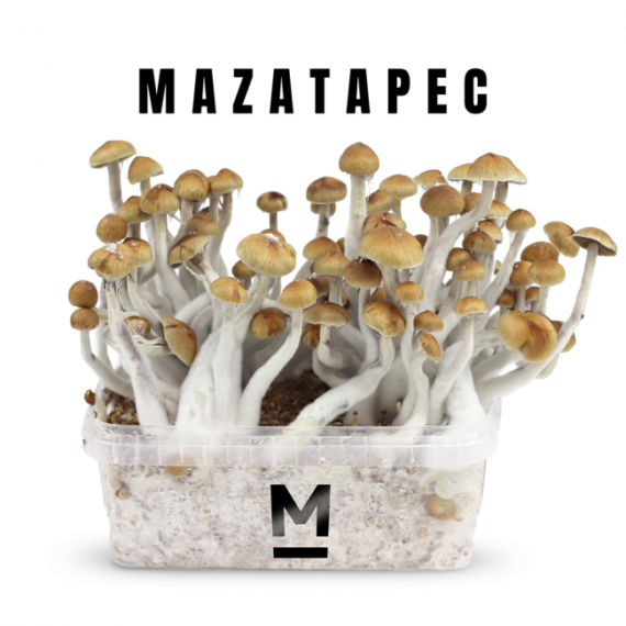 High-Quality Mazatapec Magic Mushroom Grow Kit Online