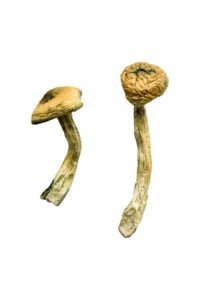 Jerry Garcia Magic Mushrooms