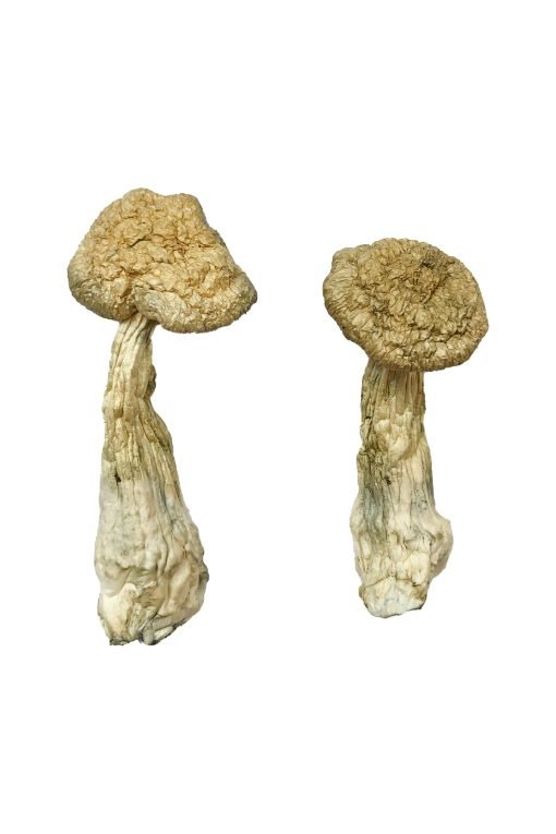 Leucistic Burma Magic Mushrooms