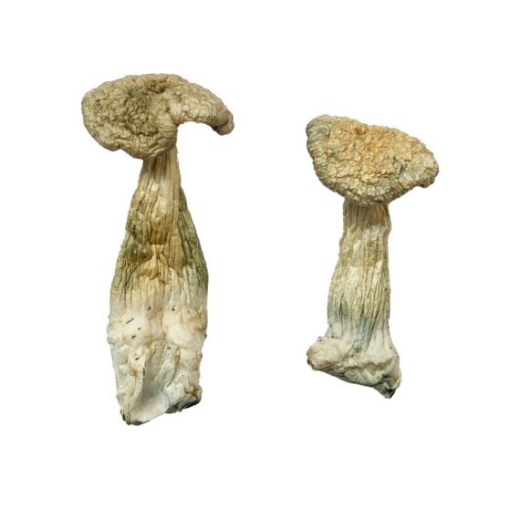 Leucistic Burma Magic Mushrooms