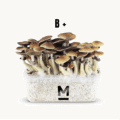 Magic Mushroom Grow Kit B by Mondo Online