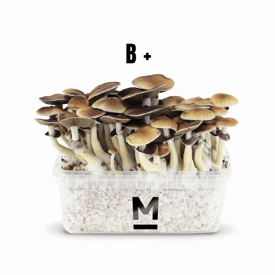 Magic Mushroom Grow Kit B by Mondo Online