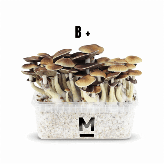 Magic Mushroom Grow Kit B by Mondo Online
