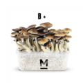 Magic Mushroom Grow Kit B by Mondo Online