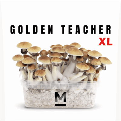 Magic Mushroom Grow Kit Golden Teacher Xl by Mondo