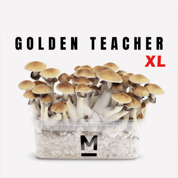 Magic Mushroom Grow Kit Golden Teacher Xl by Mondo