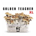 Magic Mushroom Grow Kit Golden Teacher Xl by Mondo