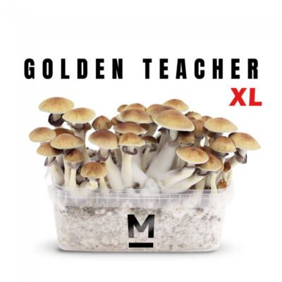 Magic Mushroom Grow Kit Golden Teacher Xl by Mondo