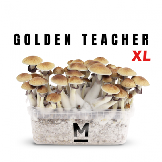 Magic Mushroom Grow Kit Golden Teacher Xl by Mondo