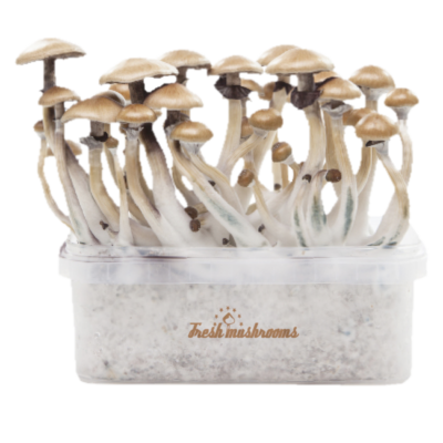 Magic mushroom grow kit Golden Teacher XP by FreshMushrooms®