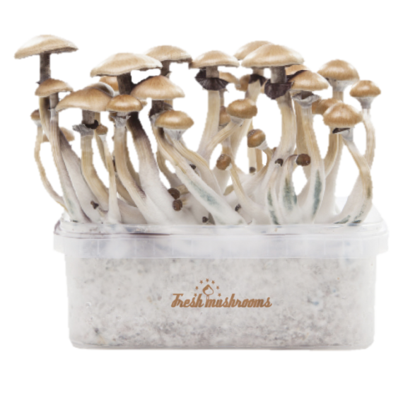 Magic mushroom grow kit Golden Teacher XP by FreshMushrooms®