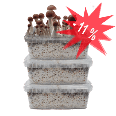 Our Special Offer on Three Magic Mushroom Grow Kits