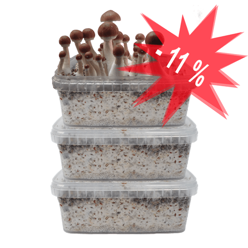 Our Special Offer on Three Magic Mushroom Grow Kits