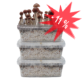 Our Special Offer on Three Magic Mushroom Grow Kits