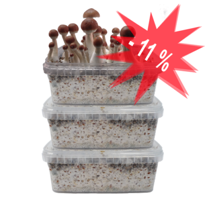 Our Special Offer on Three Magic Mushroom Grow Kits