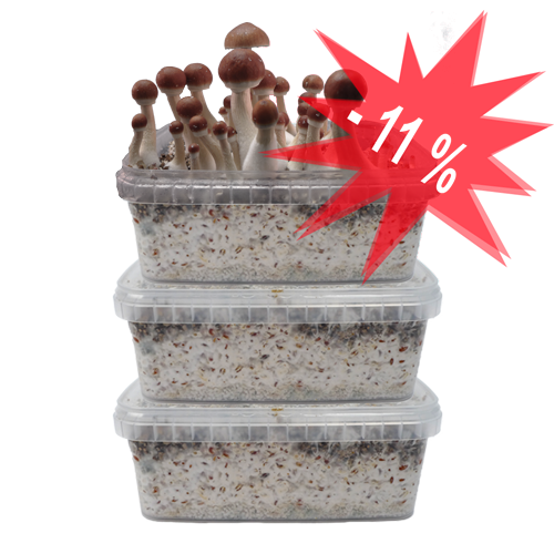 Our Special Offer on Three Magic Mushroom Grow Kits