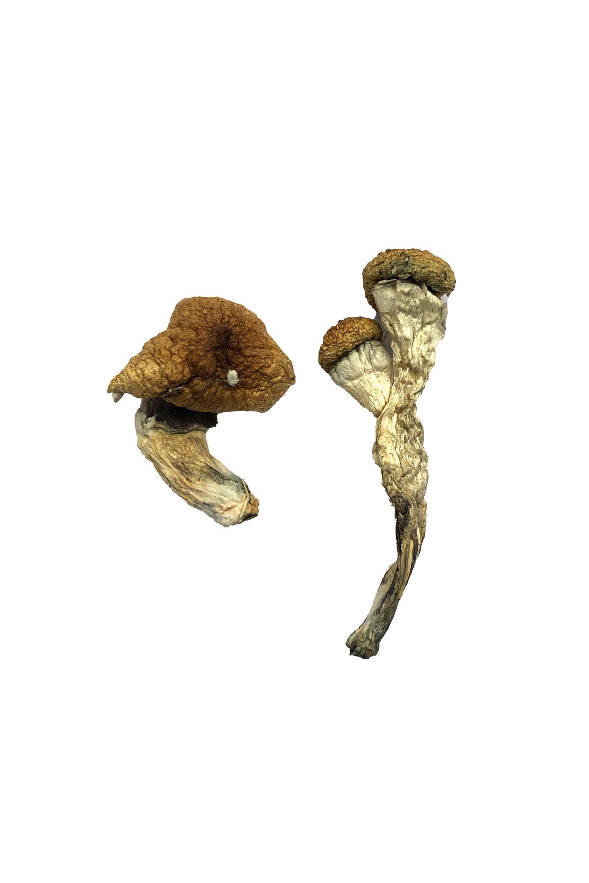 Premium Amazonian Magic Mushrooms for Mindful Exploration