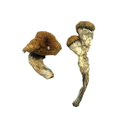 Premium Amazonian Magic Mushrooms for Mindful Exploration