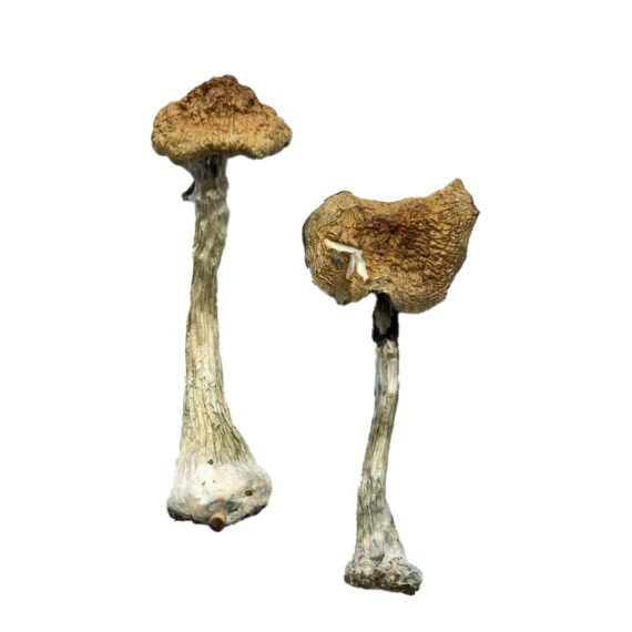 Premium Magic Mushrooms Online at Psychedelic Dispensary