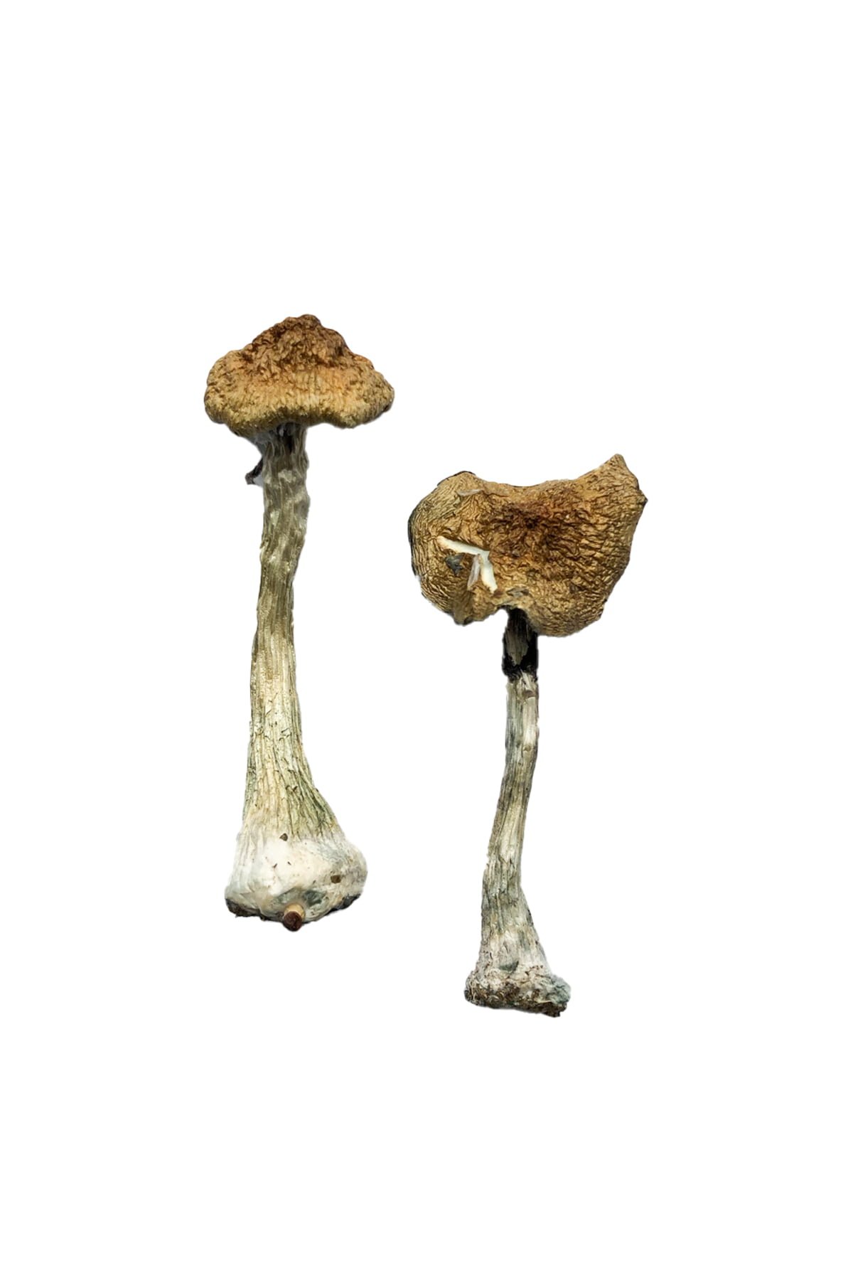 Premium Magic Mushrooms Online at Psychedelic Dispensary