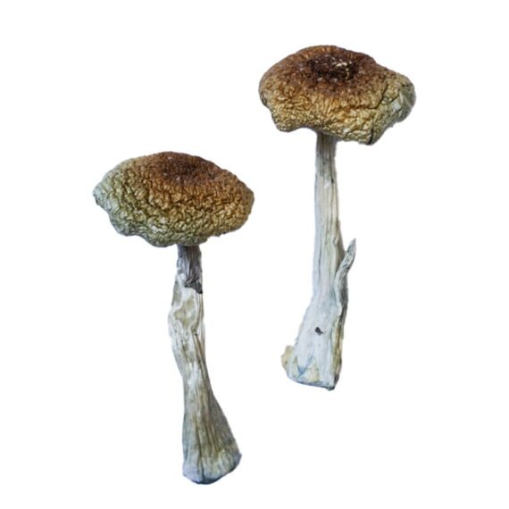Premium Psilocybe Aztecorum Magic Mushrooms Online