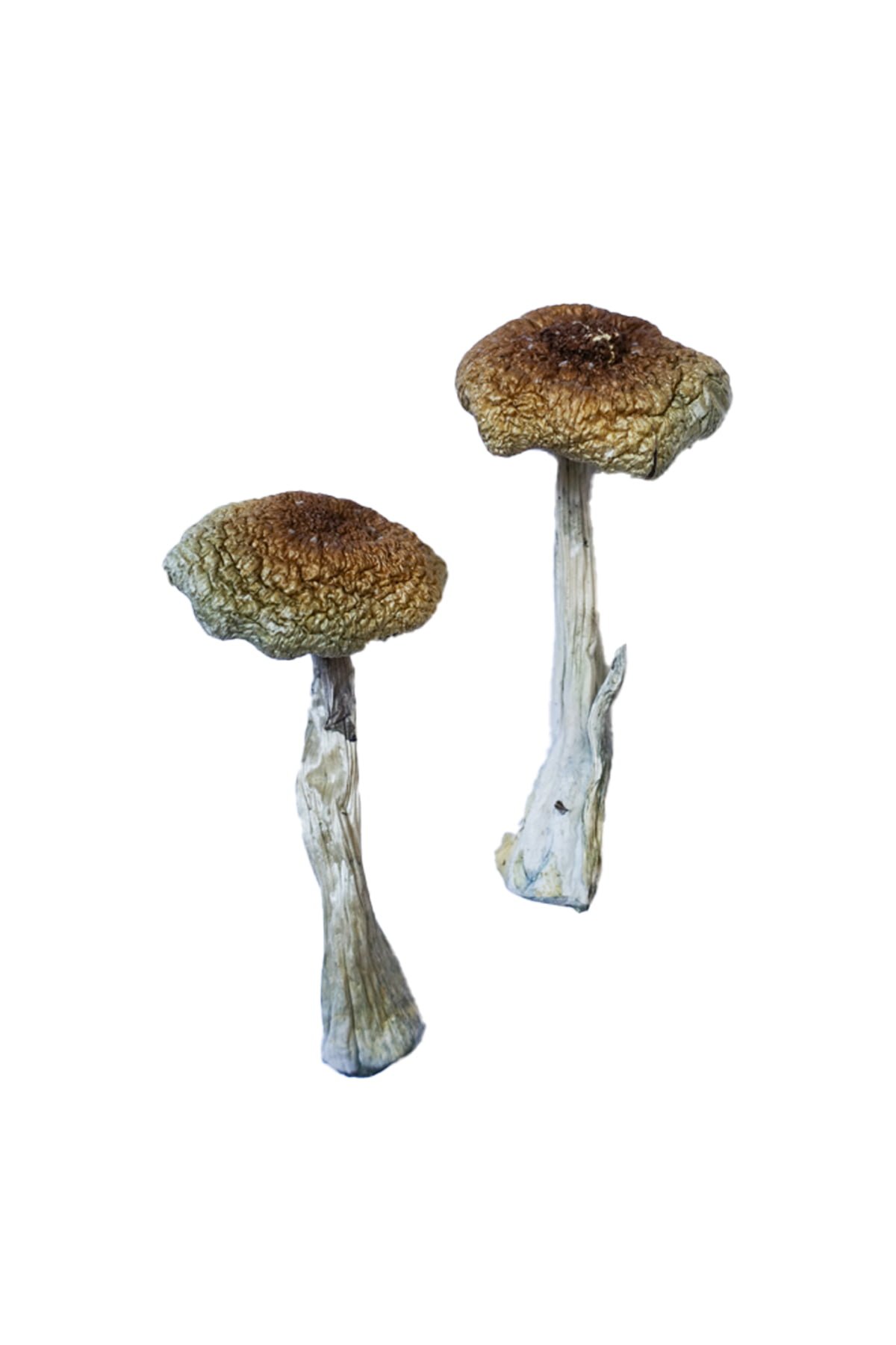 Premium Psilocybe Aztecorum Magic Mushrooms Online