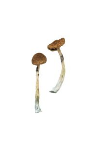 Puerto Rican Magic Mushrooms