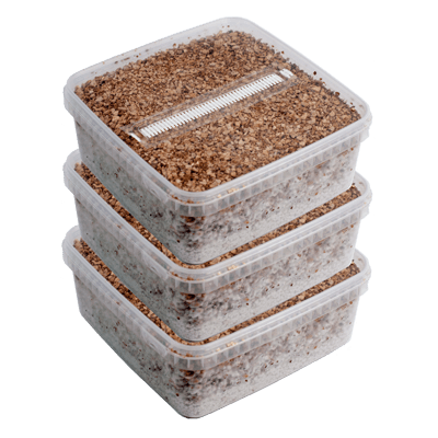 Three Extra Large Magic Mushroom Grow Kits Package deal